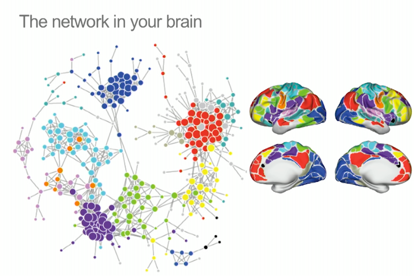 The network in your brain