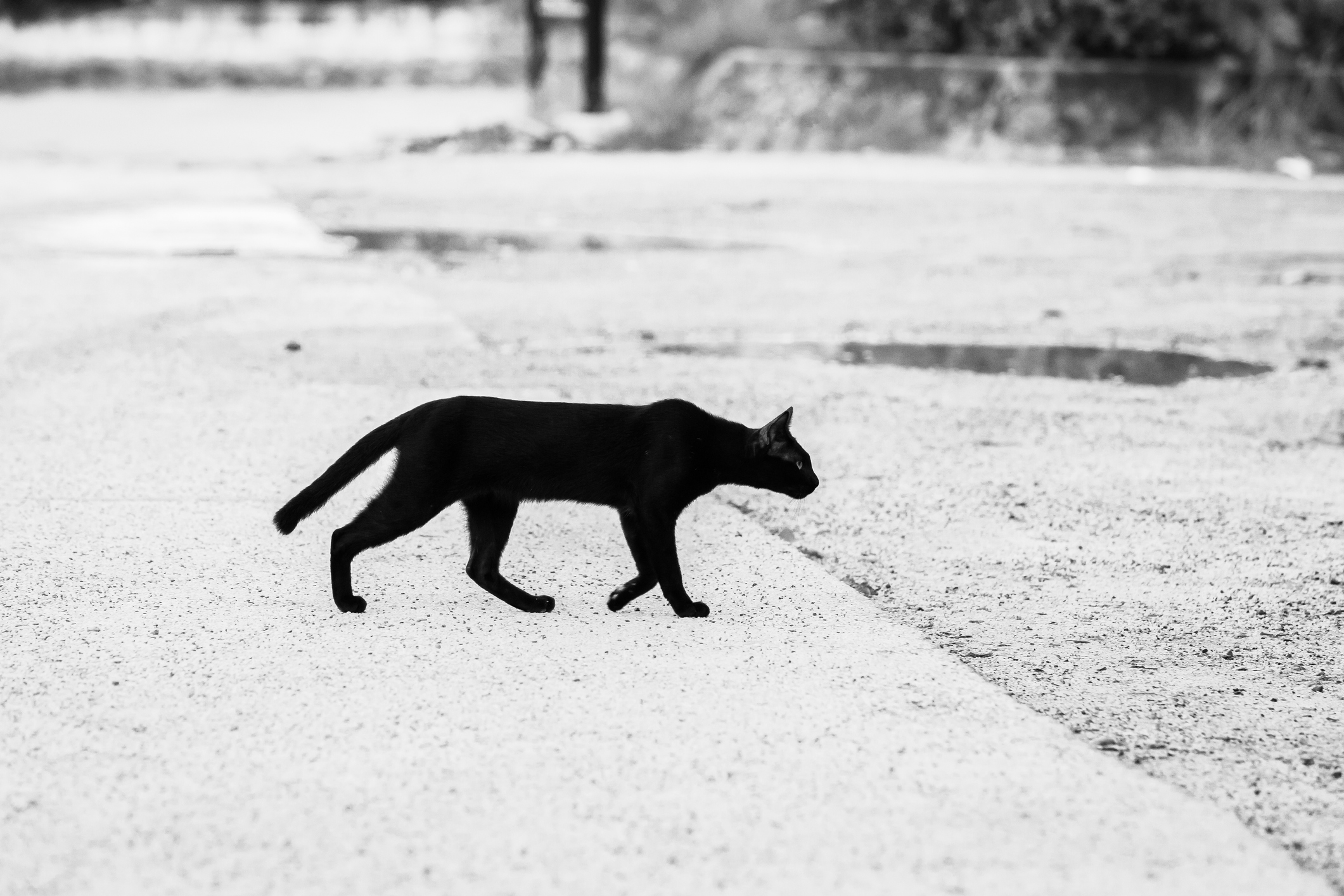 Black and white pictures of black cats walking through the road to the other side.